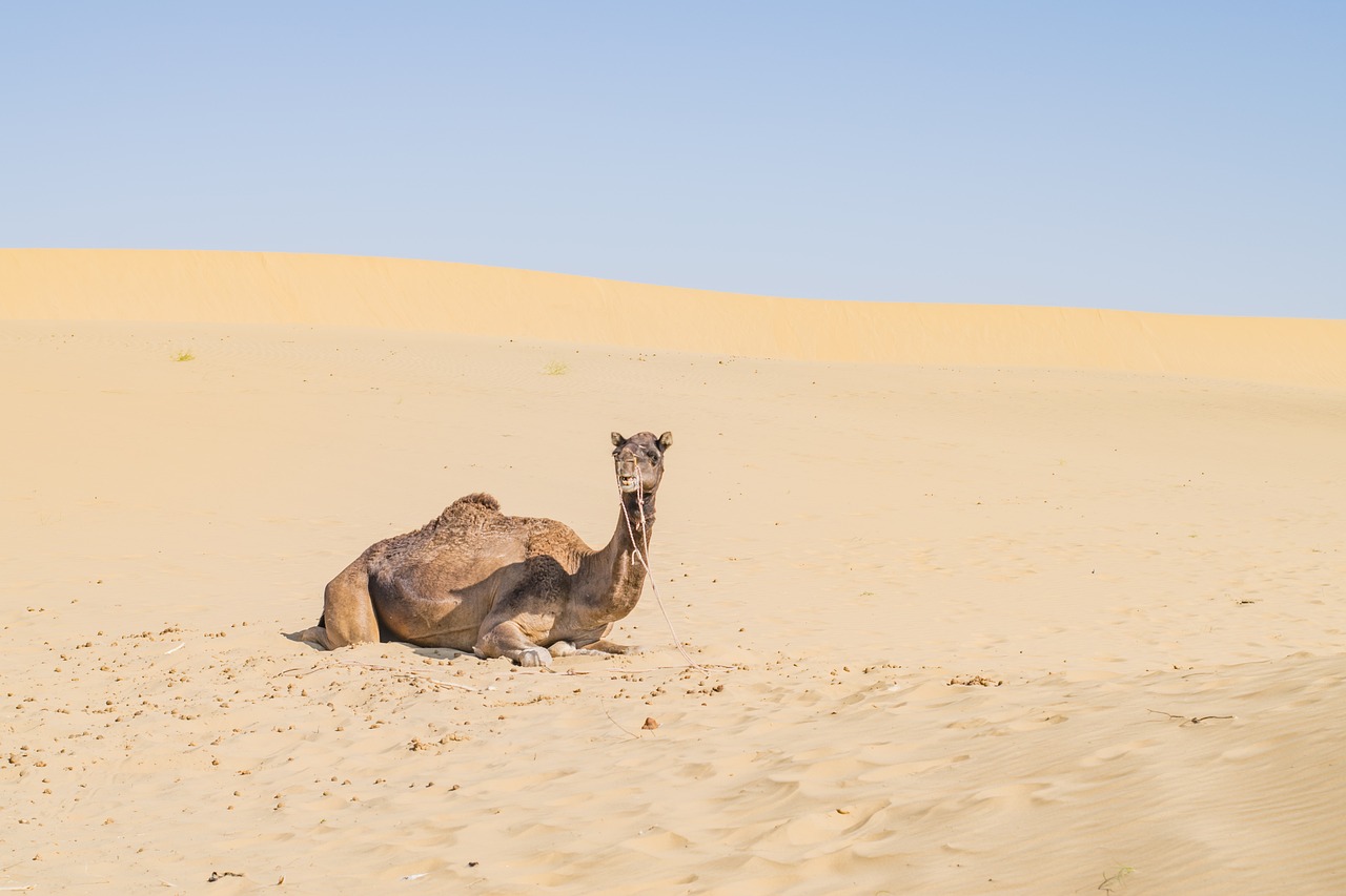 jaisalmer, desert, camel