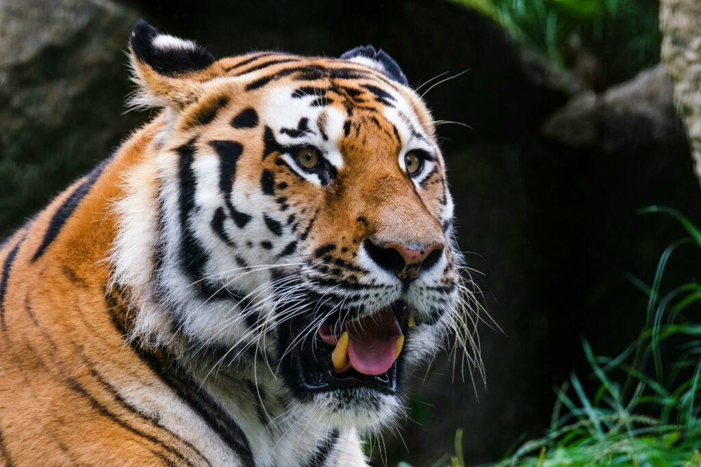 Detailed close-up of a majestic tiger showcasing its stunning features in a lush natural environment.