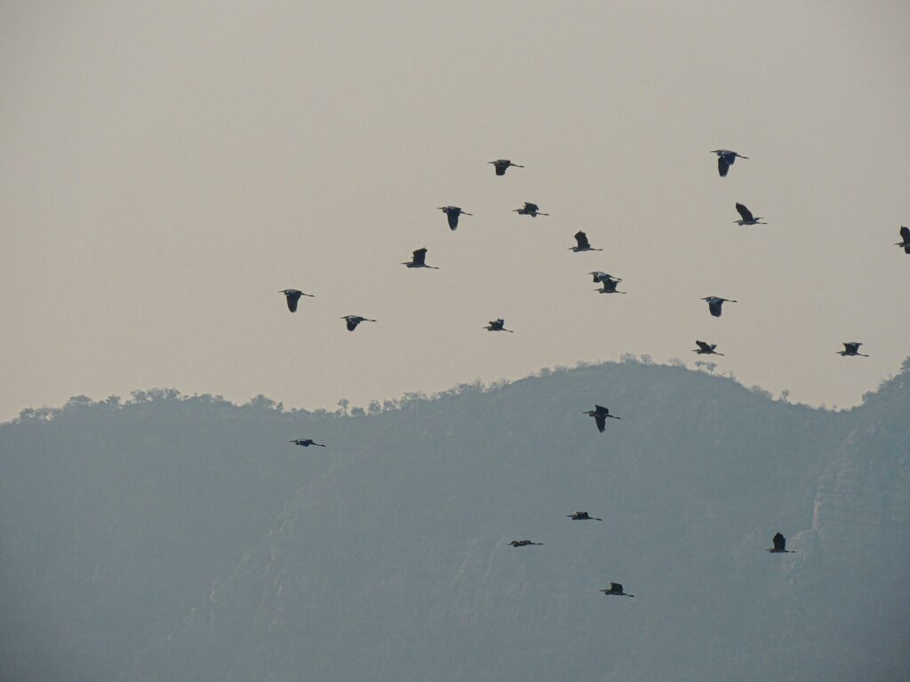 Jaipur Ajmer Pushkar Jodhpur Mandawa Tour