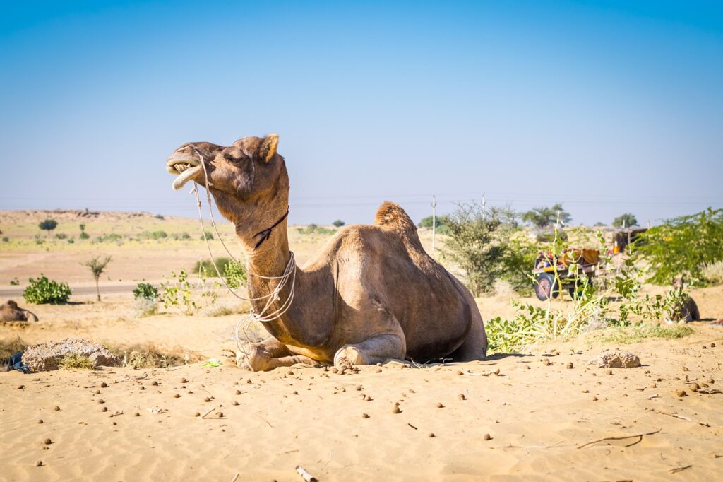 jaisalmer, desert, camel, animal, sand, dunes, landscape, nature, india, rajasthan, asia, jaisalmer, jaisalmer, jaisalmer, camel, rajasthan, rajasthan, rajasthan, rajasthan, rajasthan
