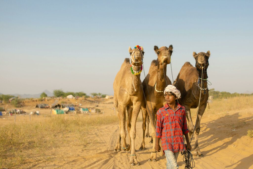 A young boy leads adorned camels through the sandy terrains of Pushkar, India under a clear blue sky.