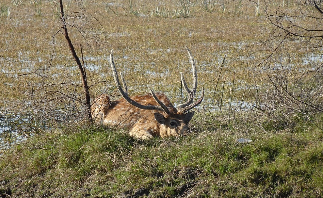 Golden Triangle with Bharatpur Tour